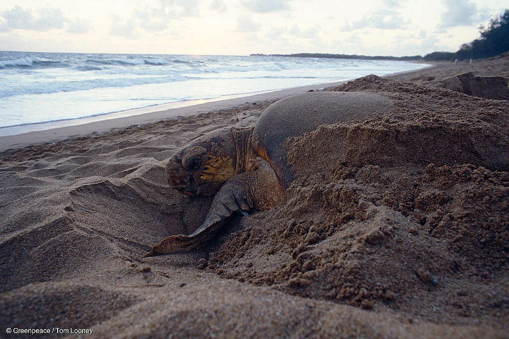 Loggerhead Turtle on Mon Repos Beach