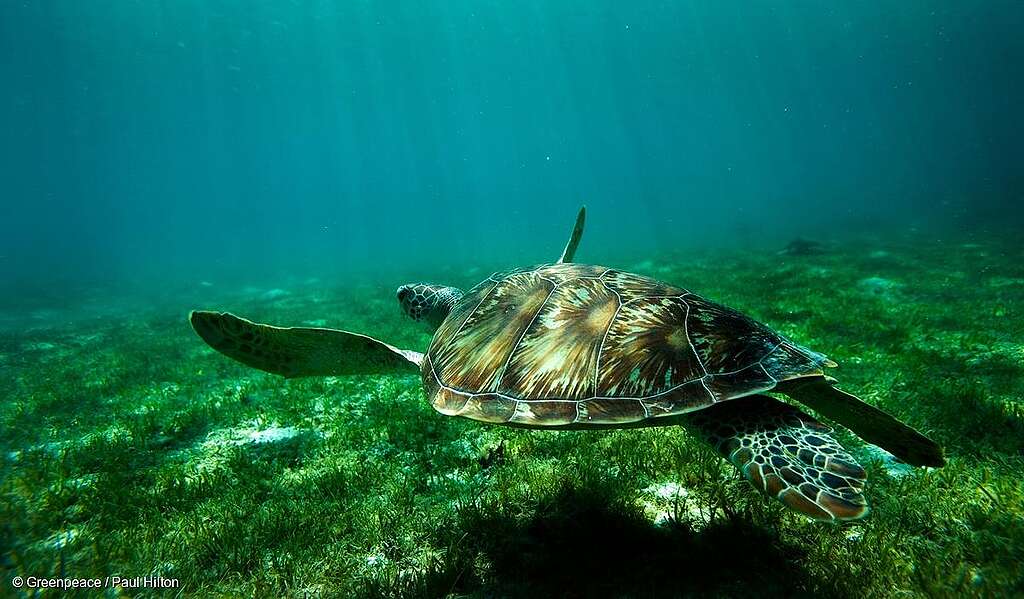 Green Turtle in the Maldives