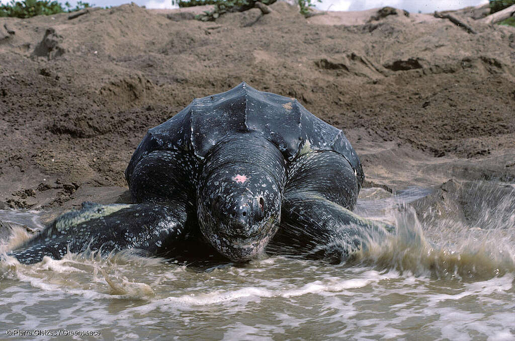 Leatherback Turtle Enters Sea in Guiana