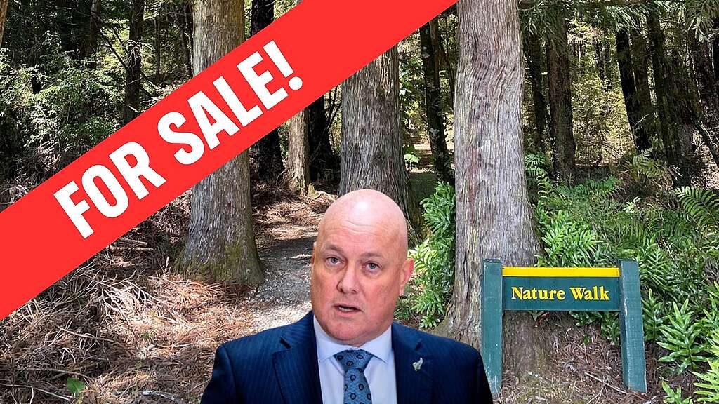 Forest with for sale sign and PM head and shoulders