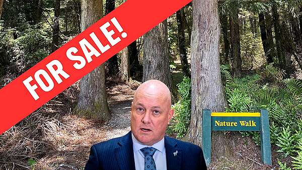 Forest with for sale sign and PM head and shoulders