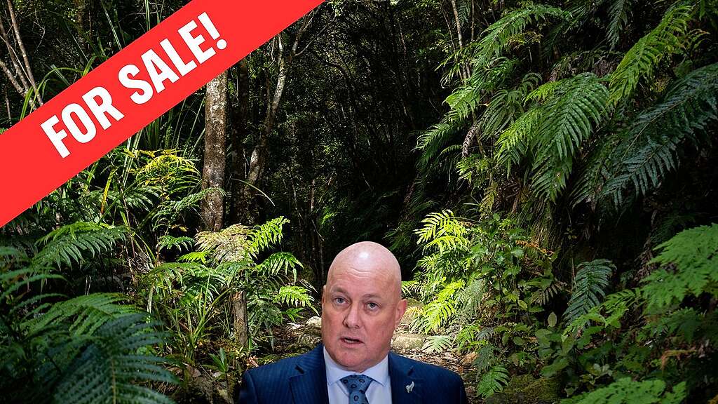 Luxon in front of native bush, for sale banner next to him