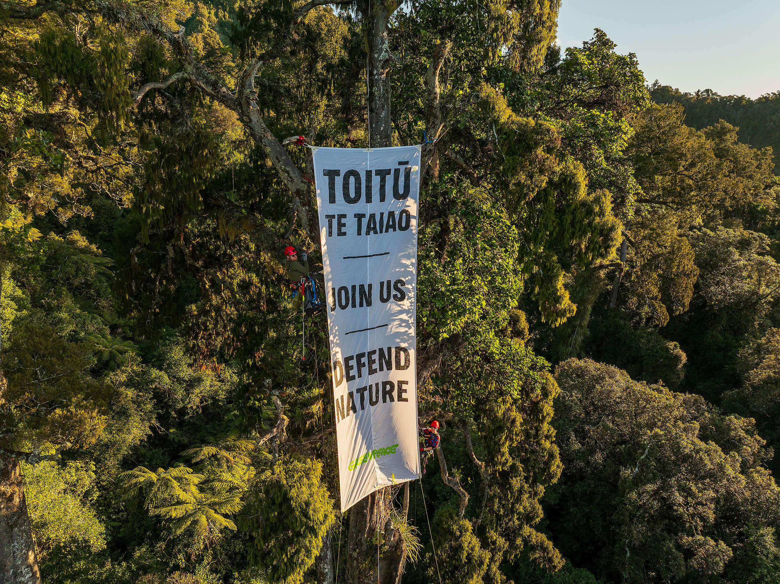 Up in the trees for World Conservation Day