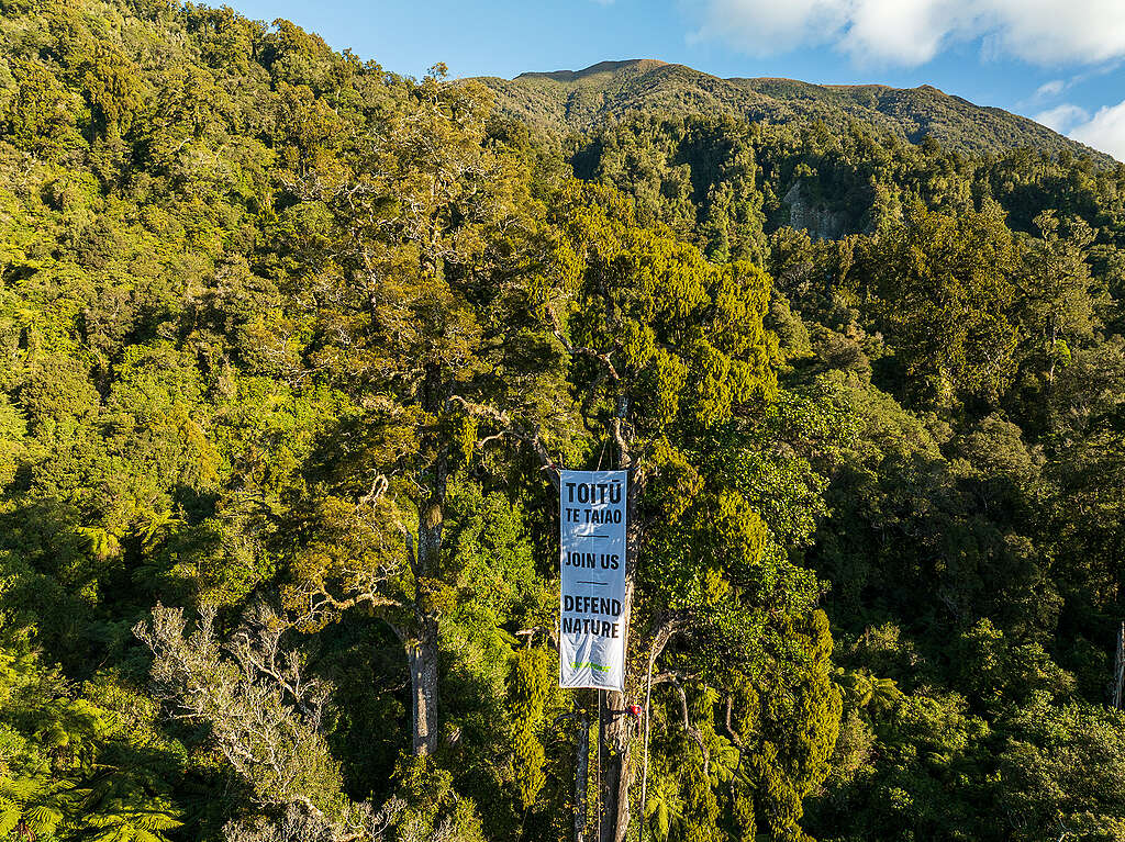 default A forest image with a banner handing in a tall tree: TOITŪ TE TAIAO | JOIN US | DEFEND NATURE