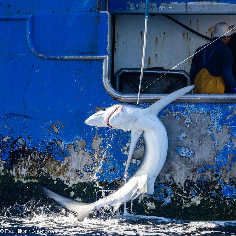 GP0SU5O8O_Medium res with credit line (1200px) A shark pulled in as bycatch in a longlining operation