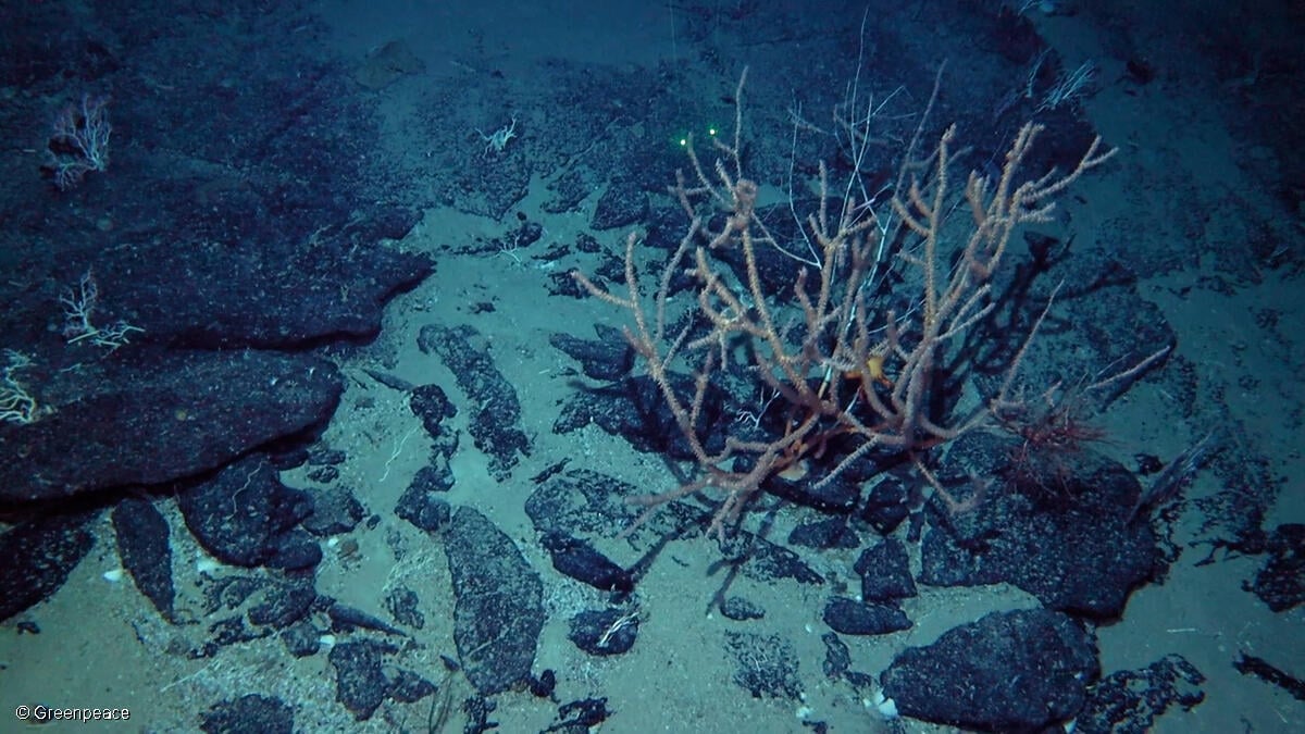 NZ Govt accused of acting as “industry mouthpiece” after bid to open deep-sea coral hotspot to trawling in Tasman Sea