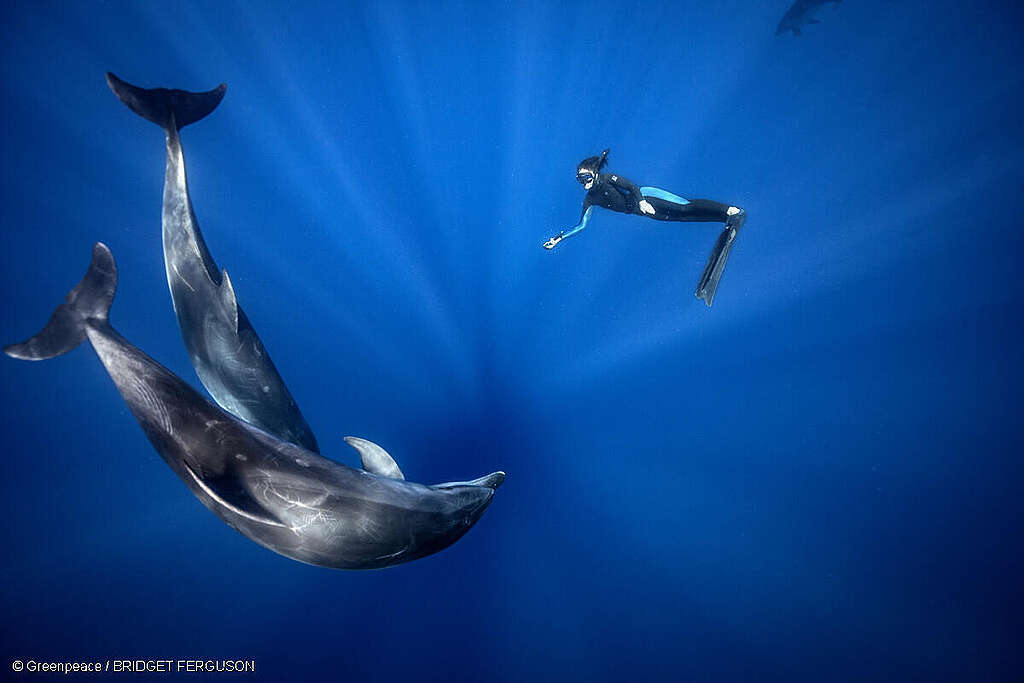 A diver swims next to two bottlenose dolphins, near the Lord Howe Island.