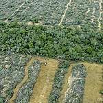 Salta, Julio de 2013. Fotos Aereas del desmonte en la Finca San Francisco, Provincia de Salta. 
(c) Greenpeace