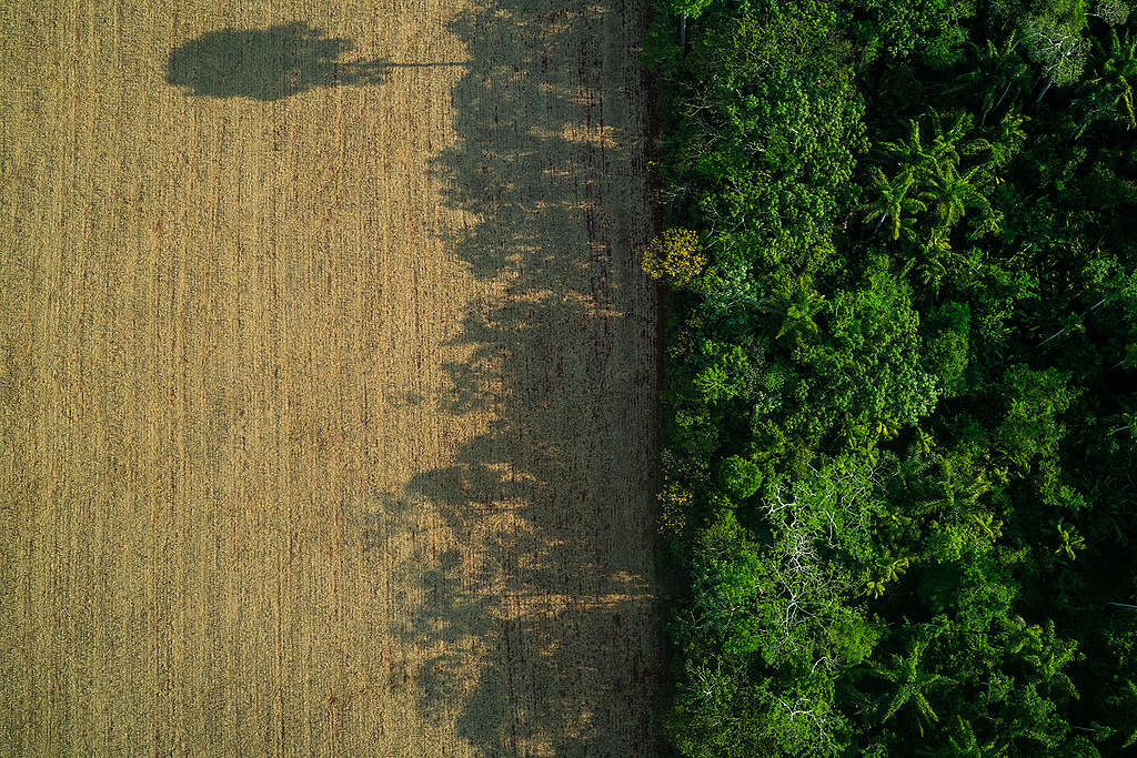 La deforestación aumenta en un 30%, equivalente a casi 10,000 km². © Fábio Nascimento / Greenpeace