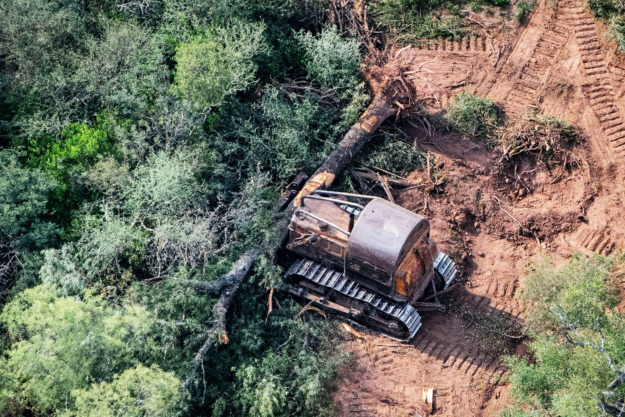 Exigí deforestación cero