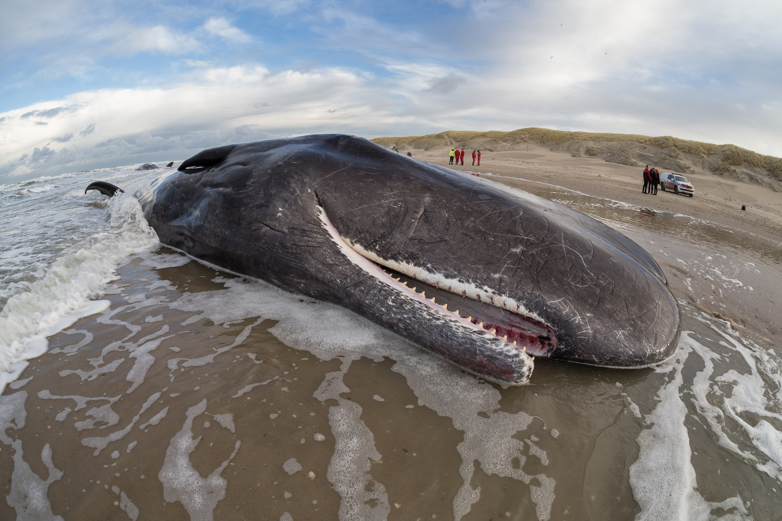 Крупнейших млекопитающих на земле. Кит Горбач Териберка. Гигантский горбатый кит. Серый кит Териберка.