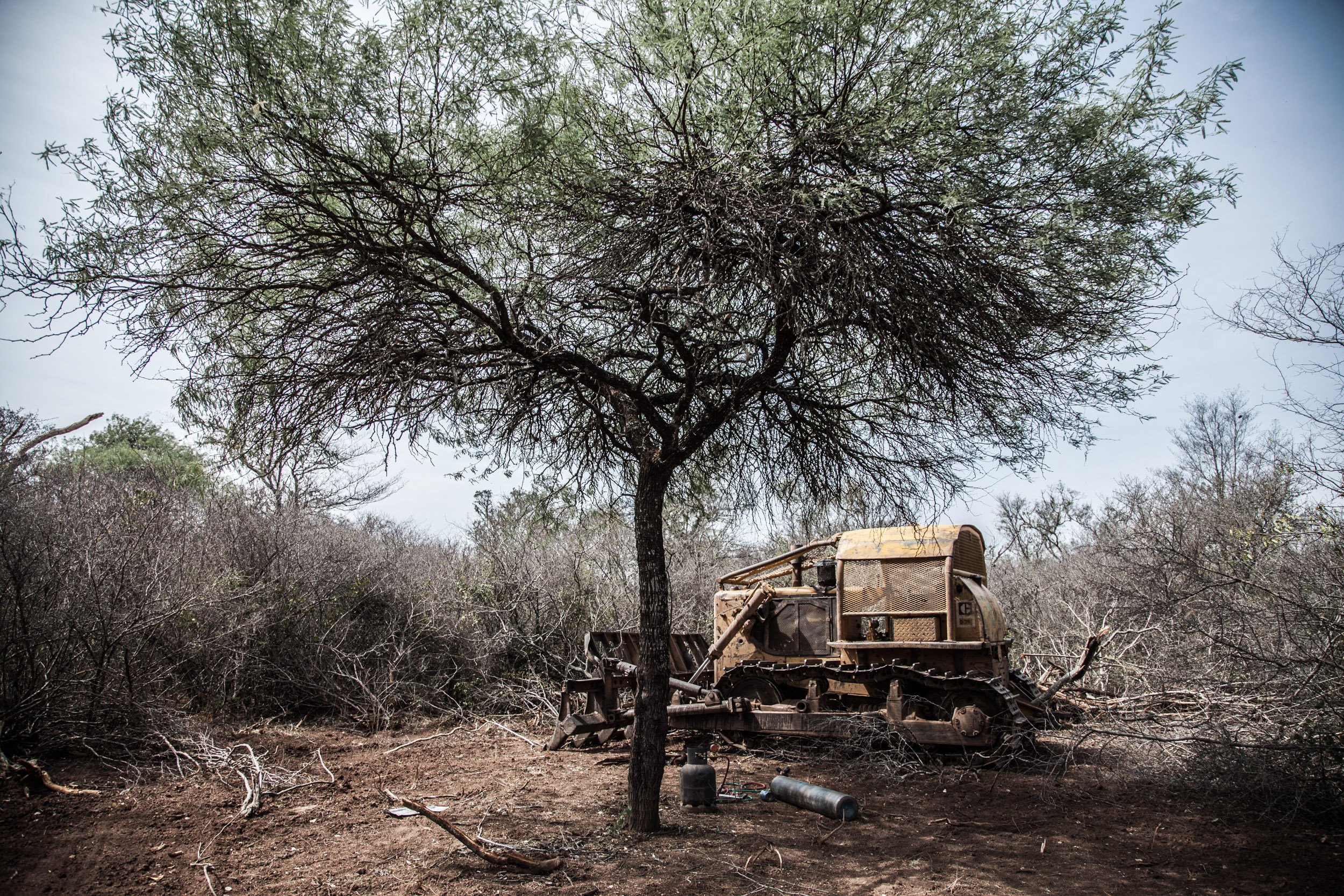 Día del árbol: el quebracho colorado, amenazado por la tala y el desmonte