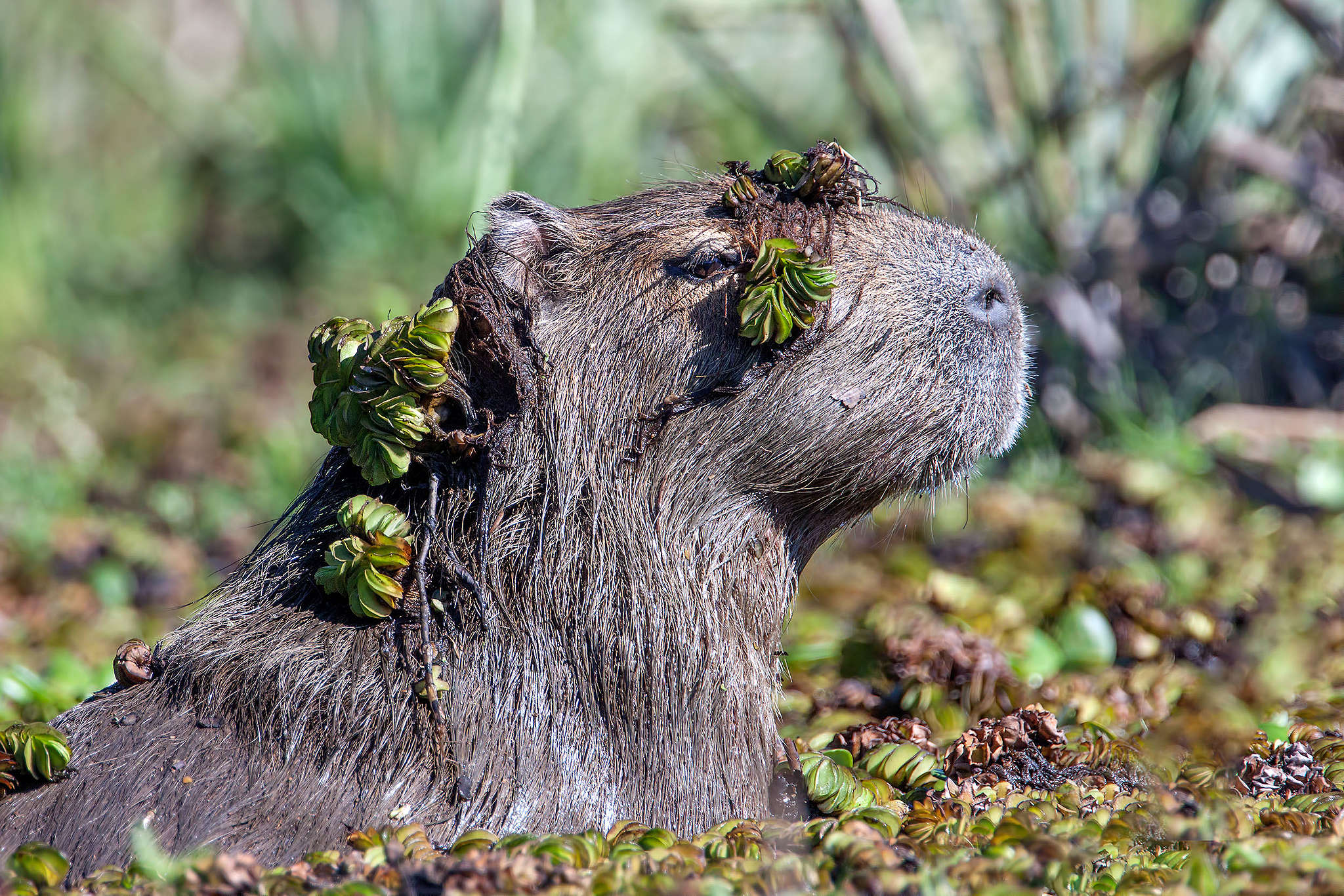 Greenpeace Argentina | Sobre los carpinchos en Nordelta