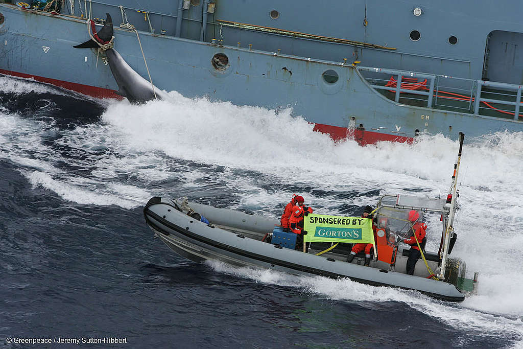 Lancha inflable del barco de Greenpeace MY Esperanza expone con un cartel a los patrocinadores corporativos de la caza de ballenas, junto a una ballena minke muerta mientras es trasladada por el Kyo Maru No. 1.(2006)