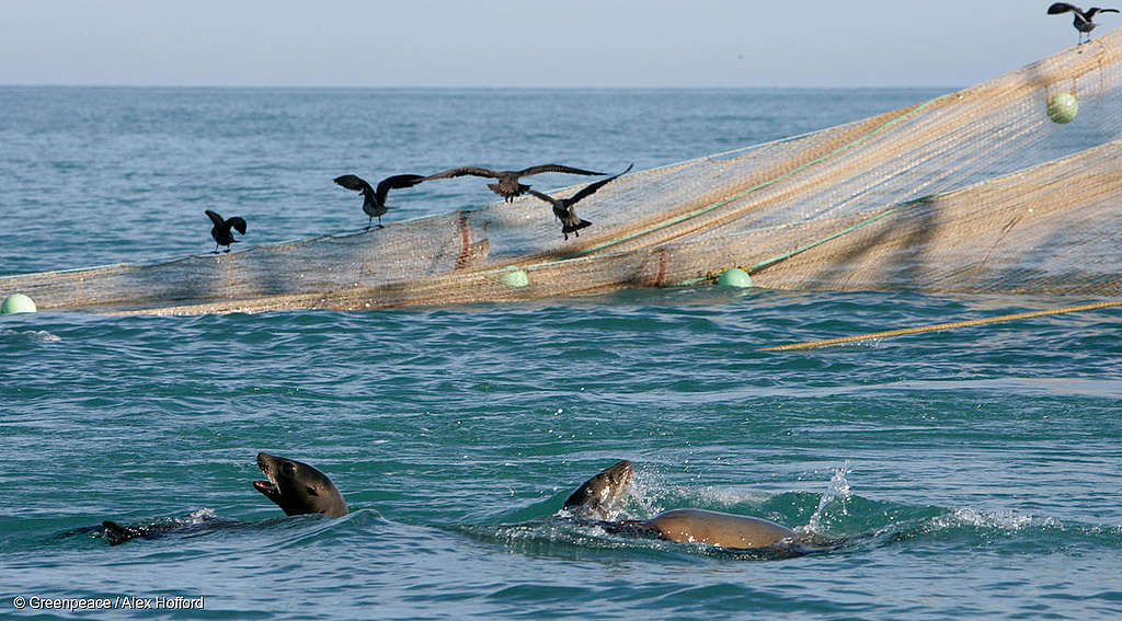 Fundación Greenpeace Argentina  Por qué la pesca destructiva se siente  atraída por el Mar Argentino. Y cómo evitarlo.