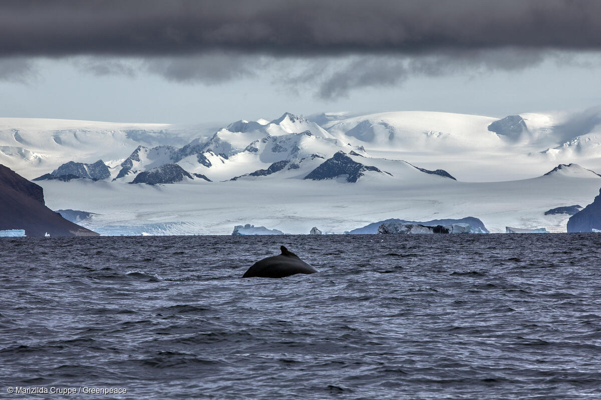 Greenpeace logró la protección de 8 nuevos ecosistemas en el Océano Antártico pero la deuda con los santuarios persiste