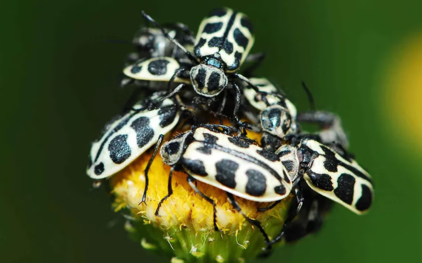 Tipos de escarabajos en casa