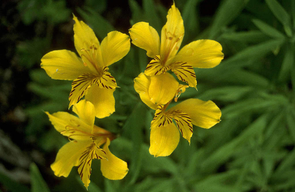 Lirio del Campo, flower of central and southern Chile, Tierra del Fuego, Chile. © René Papavoine / Greenpeace