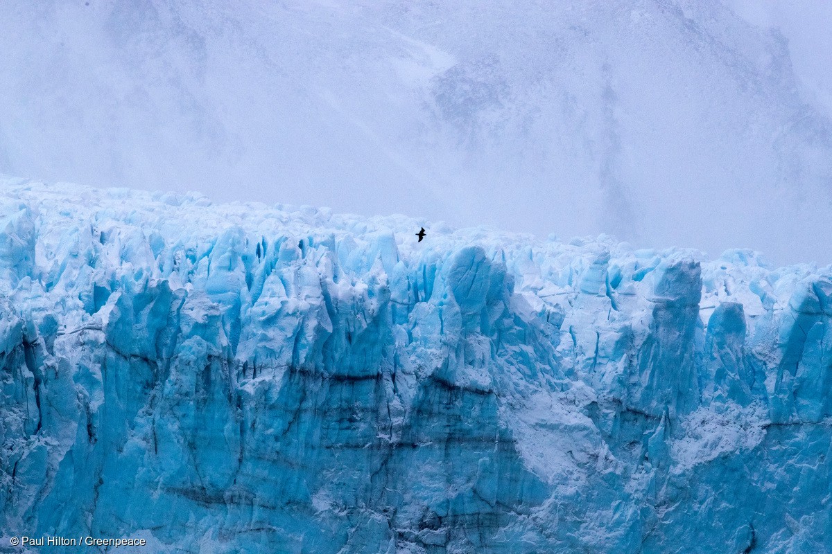 Fundación Greenpeace Argentina La Comisión del Océano Antártico