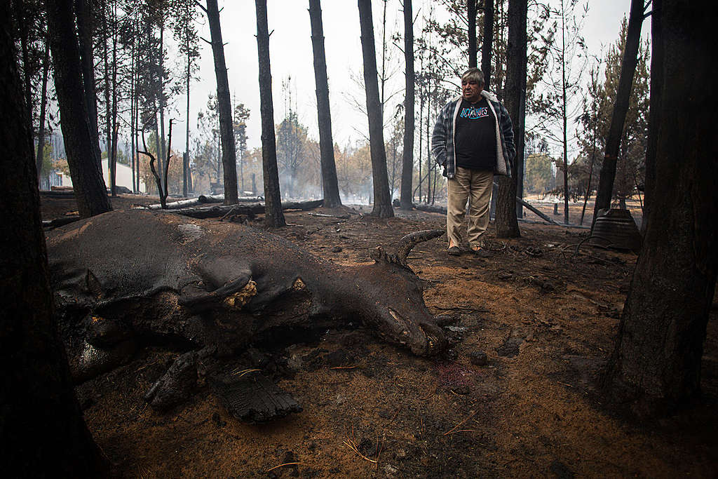 Incendios forestales en Río Negro y Chubut