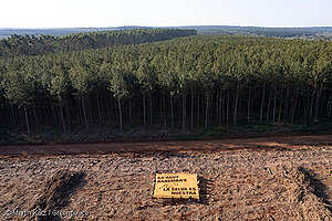 Activistas de Greenpeace Argentina y miembros de las comunidades Guazurarí y Puente Quemado II Mbya Guaraní protestan realizando una reforestación con plantones de especies nativas y exhibiendo carteles con la leyenda: “Ka'aguy Ñanemba'e – La selva es nuestra”. contra la empresa forestal chilena Arauco, que desde hace décadas avanza sobre sus territorios reemplazando la Selva Paranaense por plantaciones de pino.