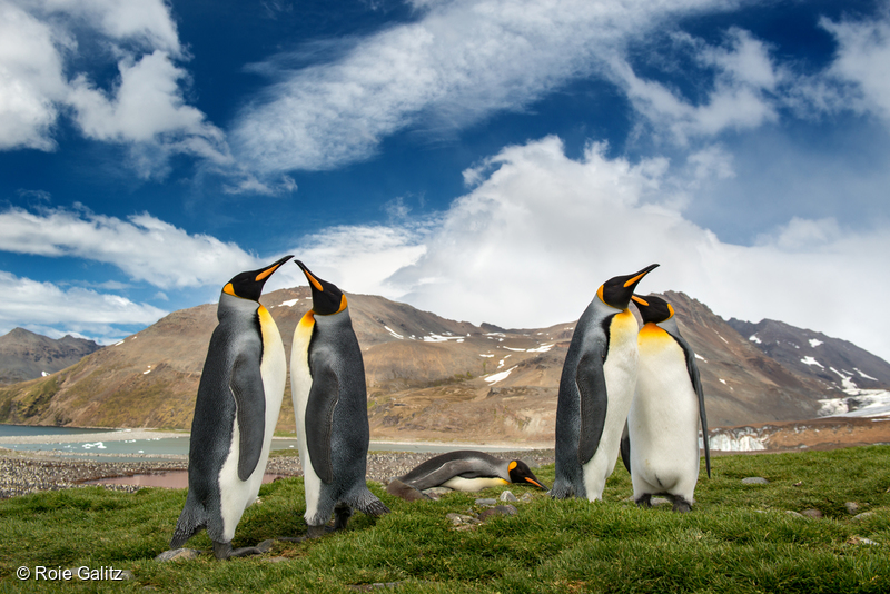 Colonia de pingüinos en la Antártida.