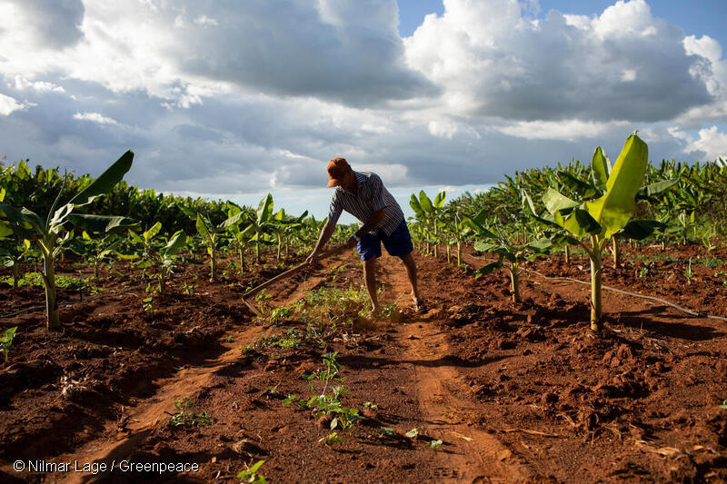 Plantación de plátanos en el campamento Zé Maria do Tomé, en Chapada do Apodi (CE), municipio de Limoeiro do Norte.