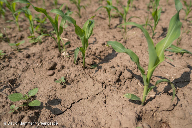 Sequía en un campo de maíz cerca de Lommersum, Renania del Norte-Westfalia. Debido a la poca lluvia, el suelo debajo de las plantas jóvenes está seco y presenta grietas.
