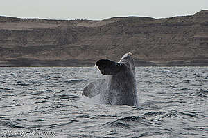 Ballena franca austral (Eubalaena australis).