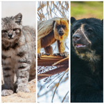 Día Mundial de los Animales: ¿Sabés cuáles son los tres animales más curiosos de Sudamérica?