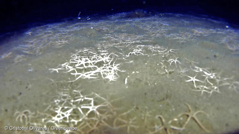 Suelos desérticos, basura y estrellas de mar muertas.