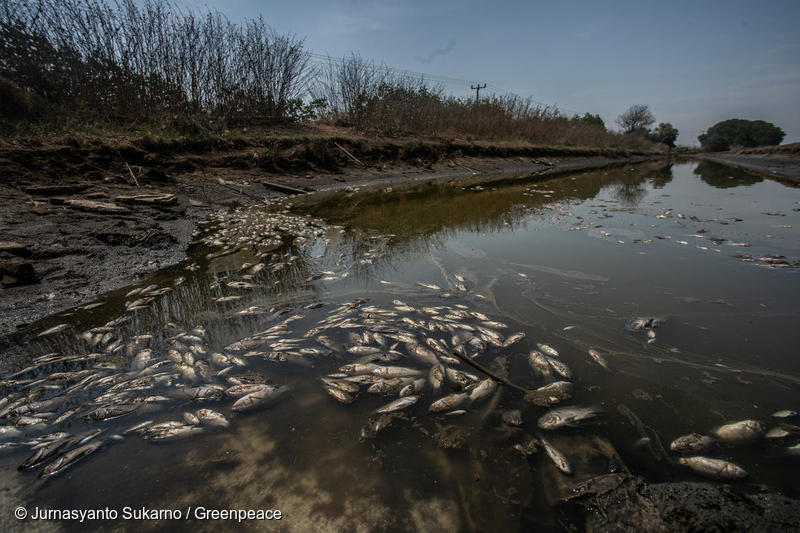 Peces muertos por contaminación Peces muertos por contaminación