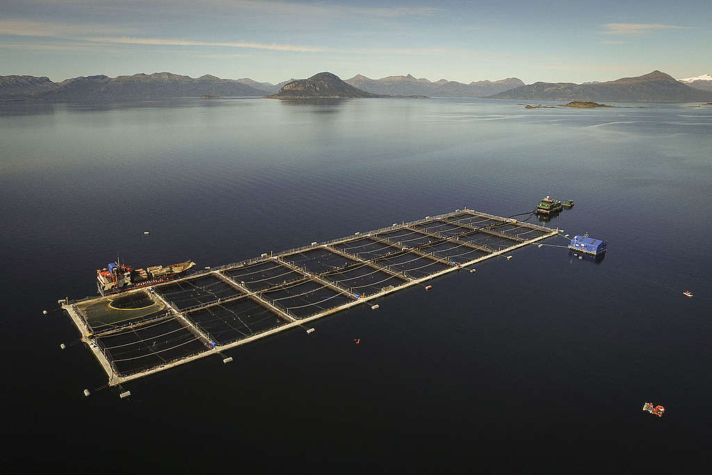 Activistas de Greenpeace  llegaron en zodiacs hasta las jaulas salmoneras de Cermaq en Seno Skyring, perteneciente a la multinacional Mitsubishi, donde desplegaron bajo el agua un cartel con el mensaje: “Esto es lo que esconden las empresas salmoneras”, haciendo referencia a las gigantes concesiones de esta industria cuyas jaulas ocupan aproximadamente una cancha de fútbol  y un edificio de cinco pisos en profundidad.