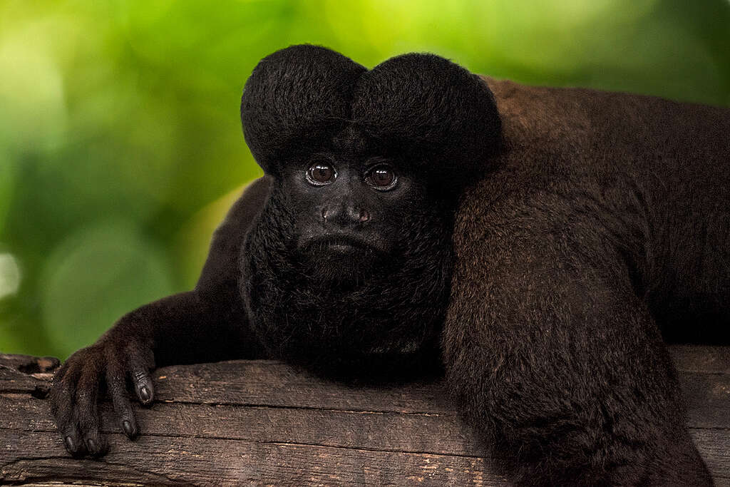 Black Bearded Saki (Chiropotes satanas) in the Amazon. © José Caldas Black Bearded Saki (Chiropotes satanas) in the Amazon. © José Caldas