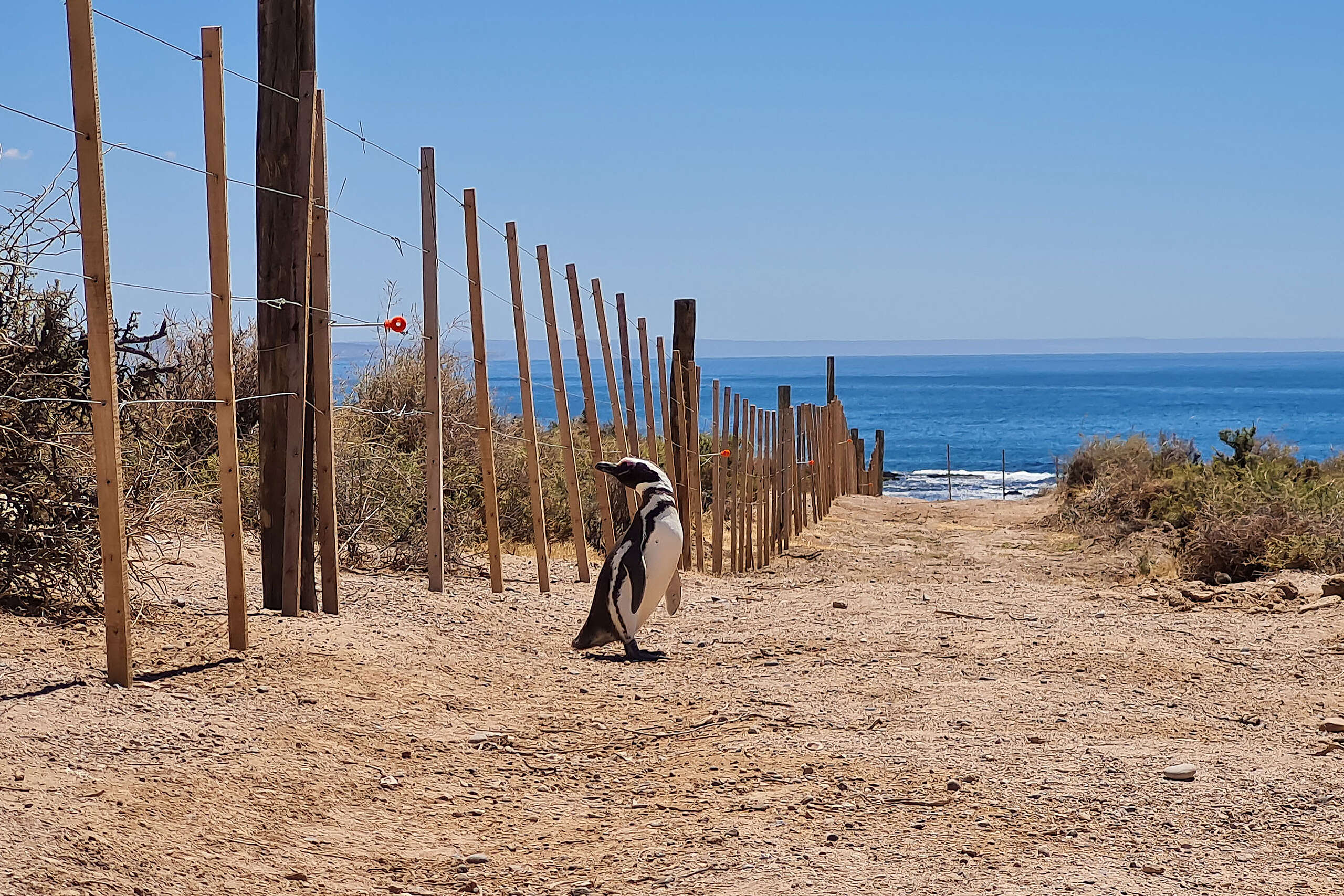 Defendamos Punta Tombo