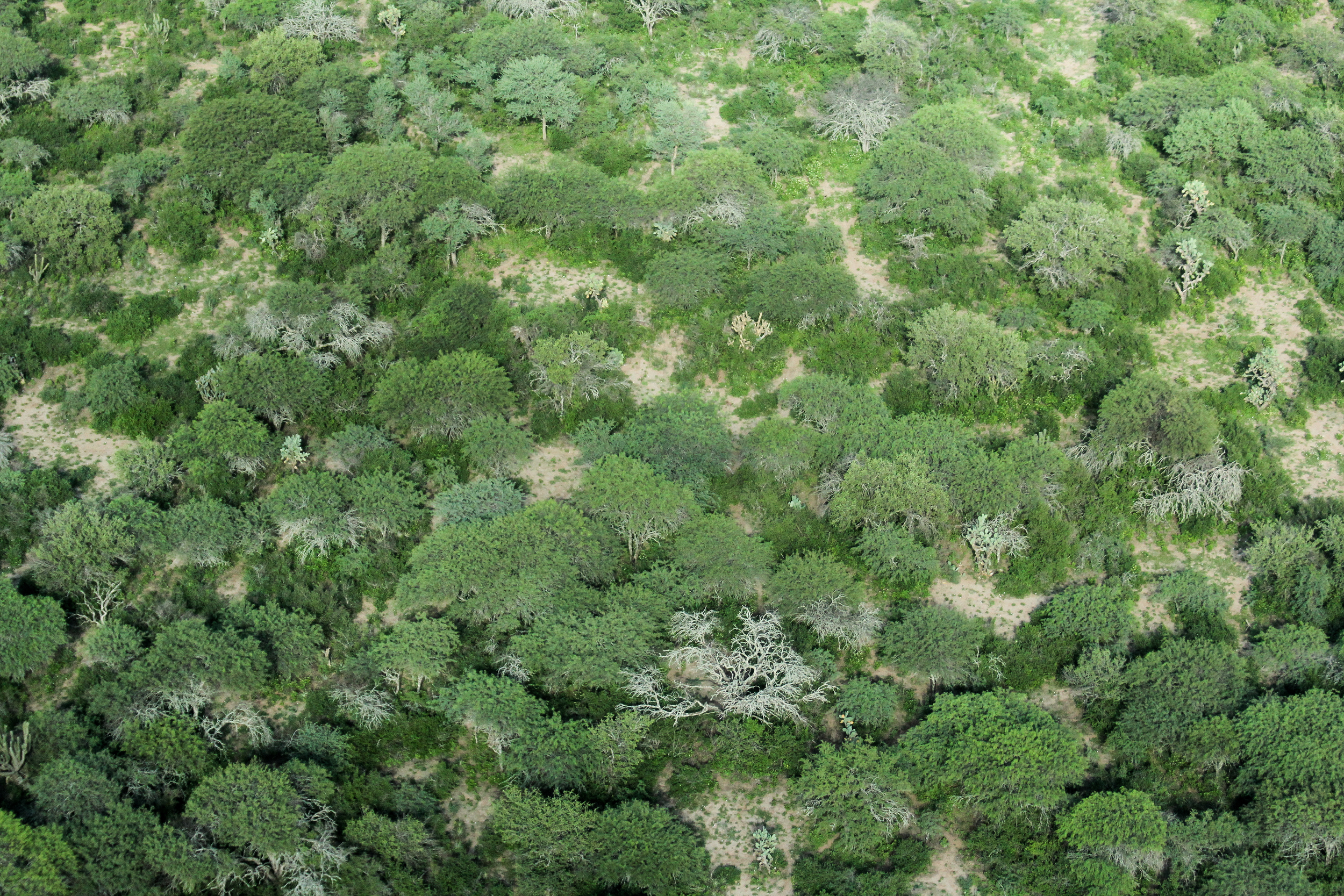 Alerta por el desfinanciamiento de la protecci&oacute;n de los bosques
