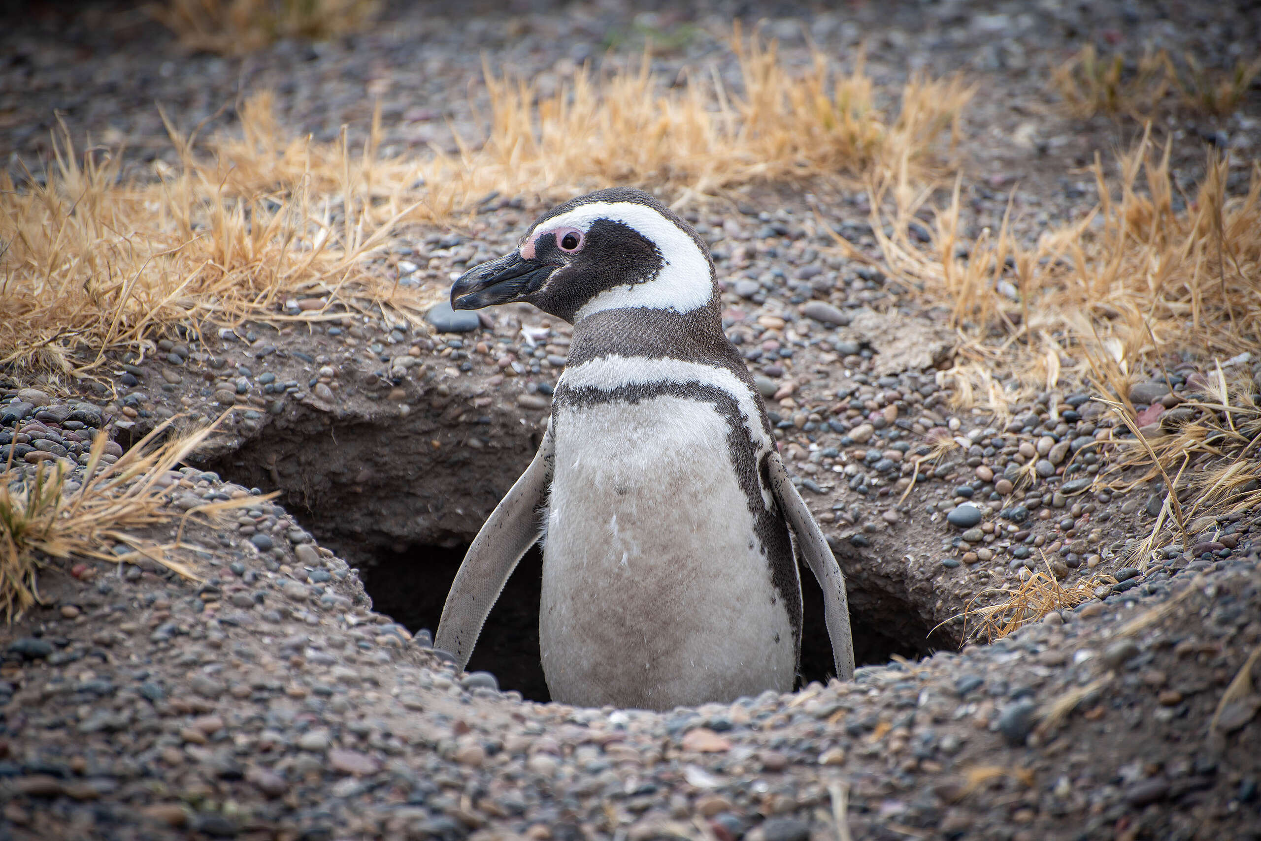 pinguinos-en-punta-tombo