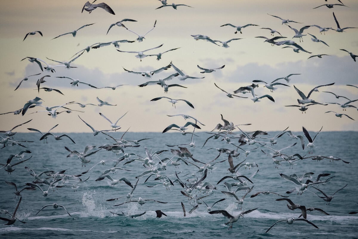 Día Mundial de las Aves Migratorias: cómo crear ciudades más amigables para ayudar a protegerlas 