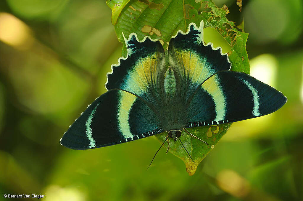 Mariposa grande en Nimbokrang-Jalan Corea Papúa Occidental.