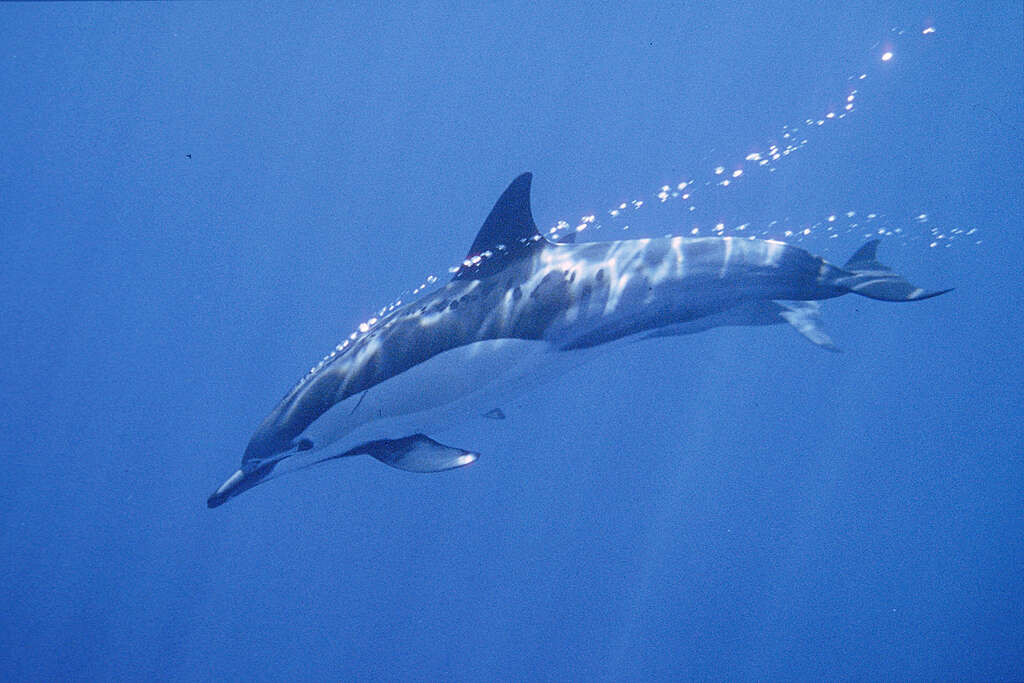 Día Mundial de las Ballenas y Delfines