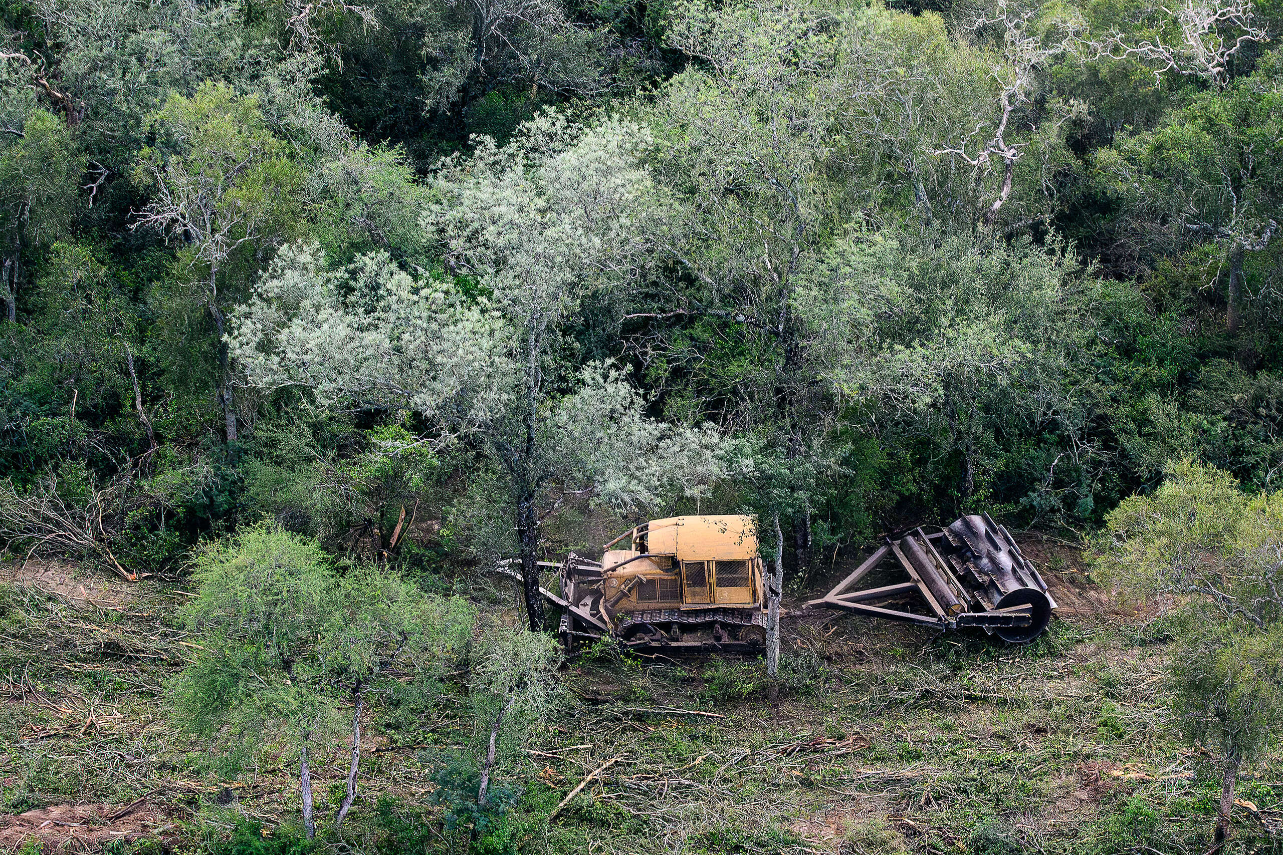 En seis meses se deforestaron ilegalmente 31.000 hectáreas en Santiago del Estero y Chaco