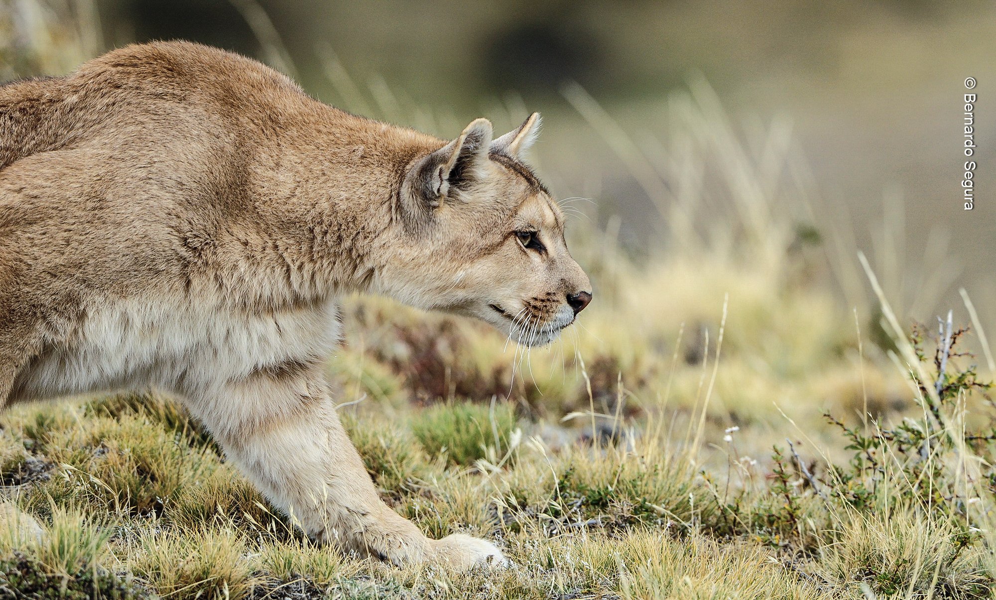 Día Internacional del Puma, el guardián silencioso de la naturaleza americana