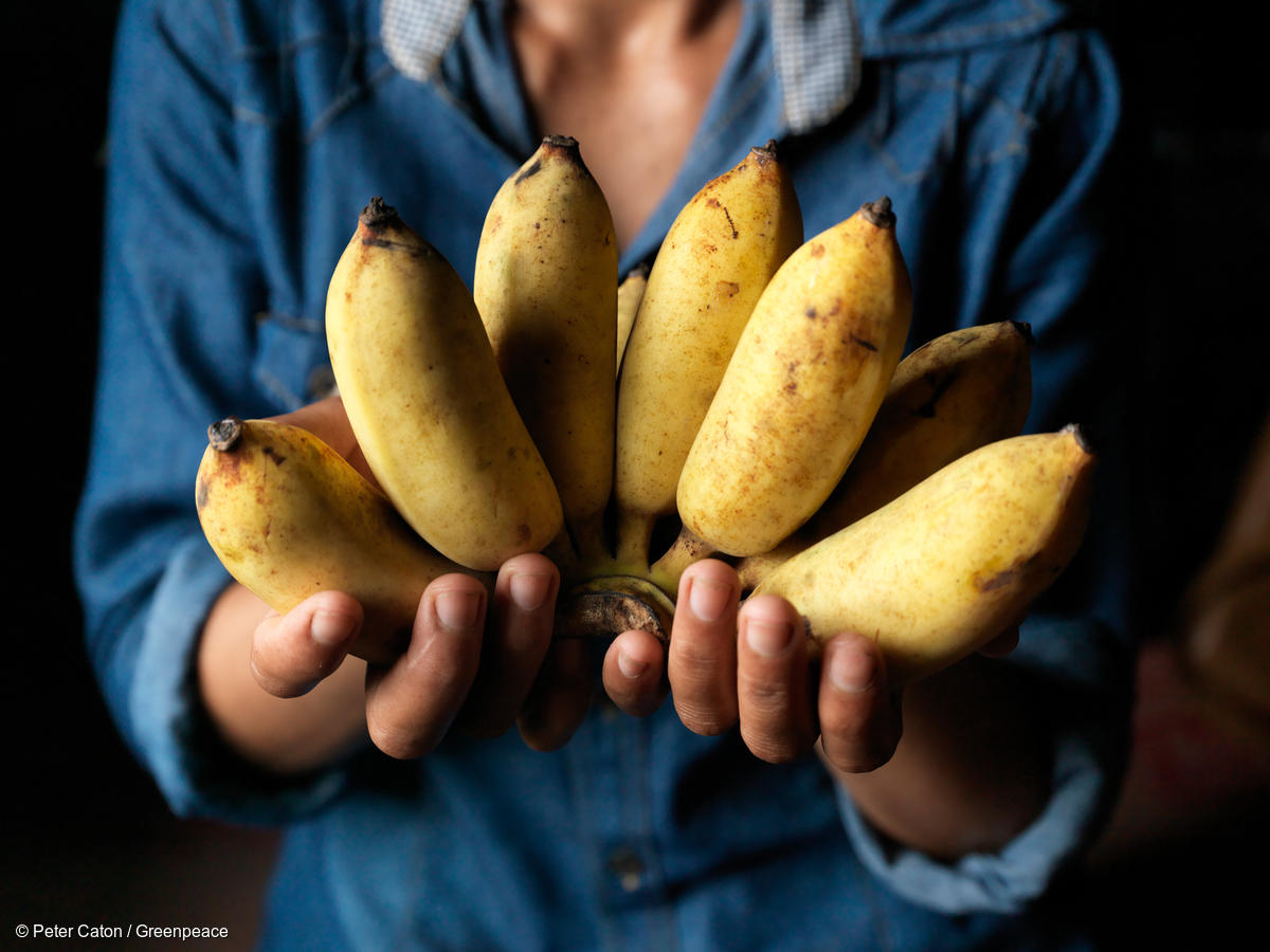 Cambio climático y bananas: una amenaza para la seguridad alimentaria mundial