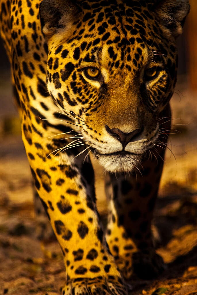 Jaguar (Panthera onca) in the Amazon. © José Caldas