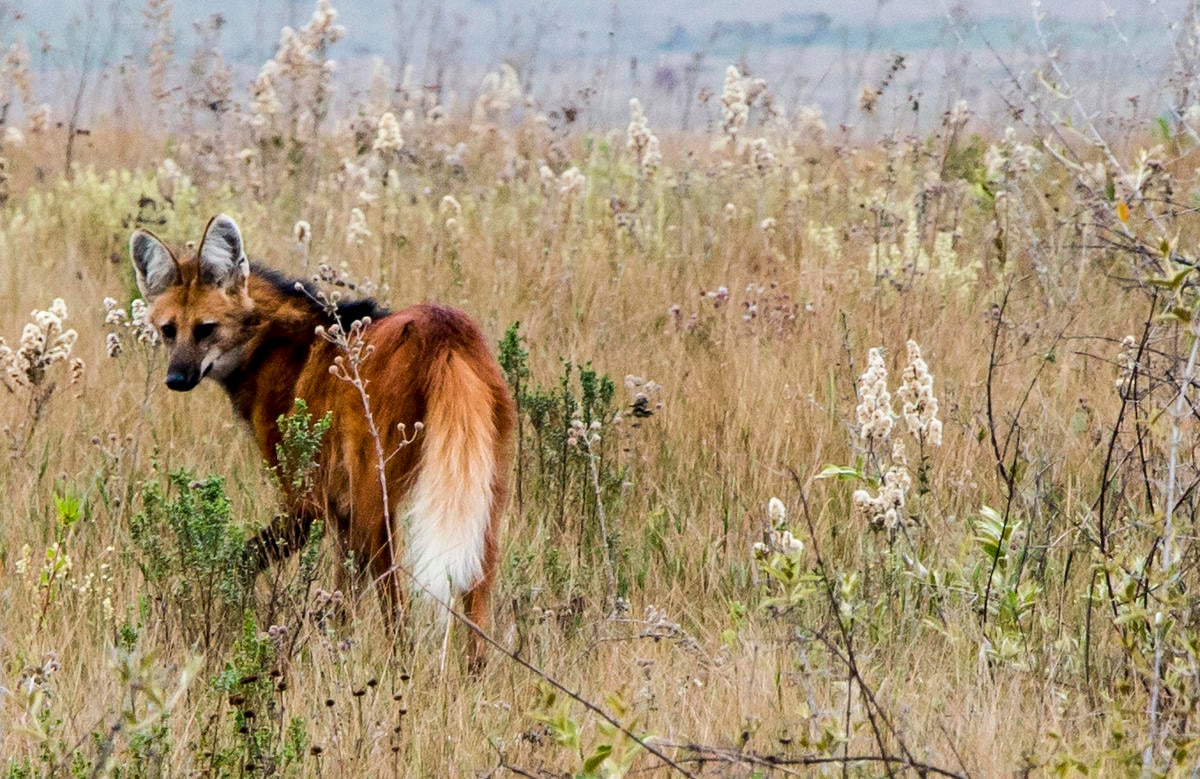 Maned Wolf in Cerrado Region, Brazil. © NANDO BOMFIM / CC BY-SA 4.0