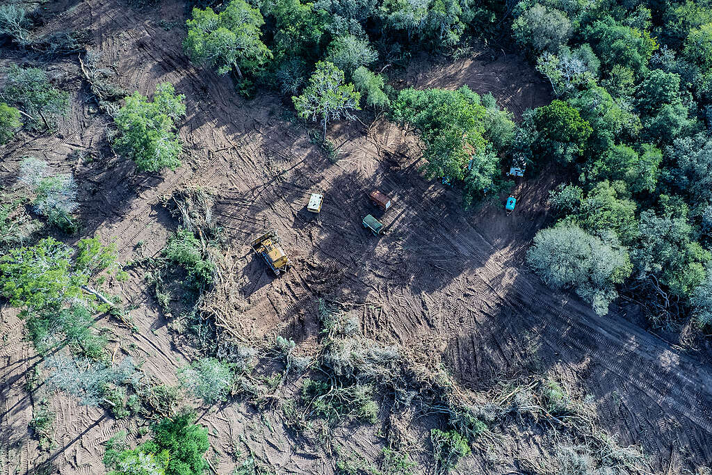 Greenpeace denuncia que aumentó un 40% la pérdida de bosques en el norte