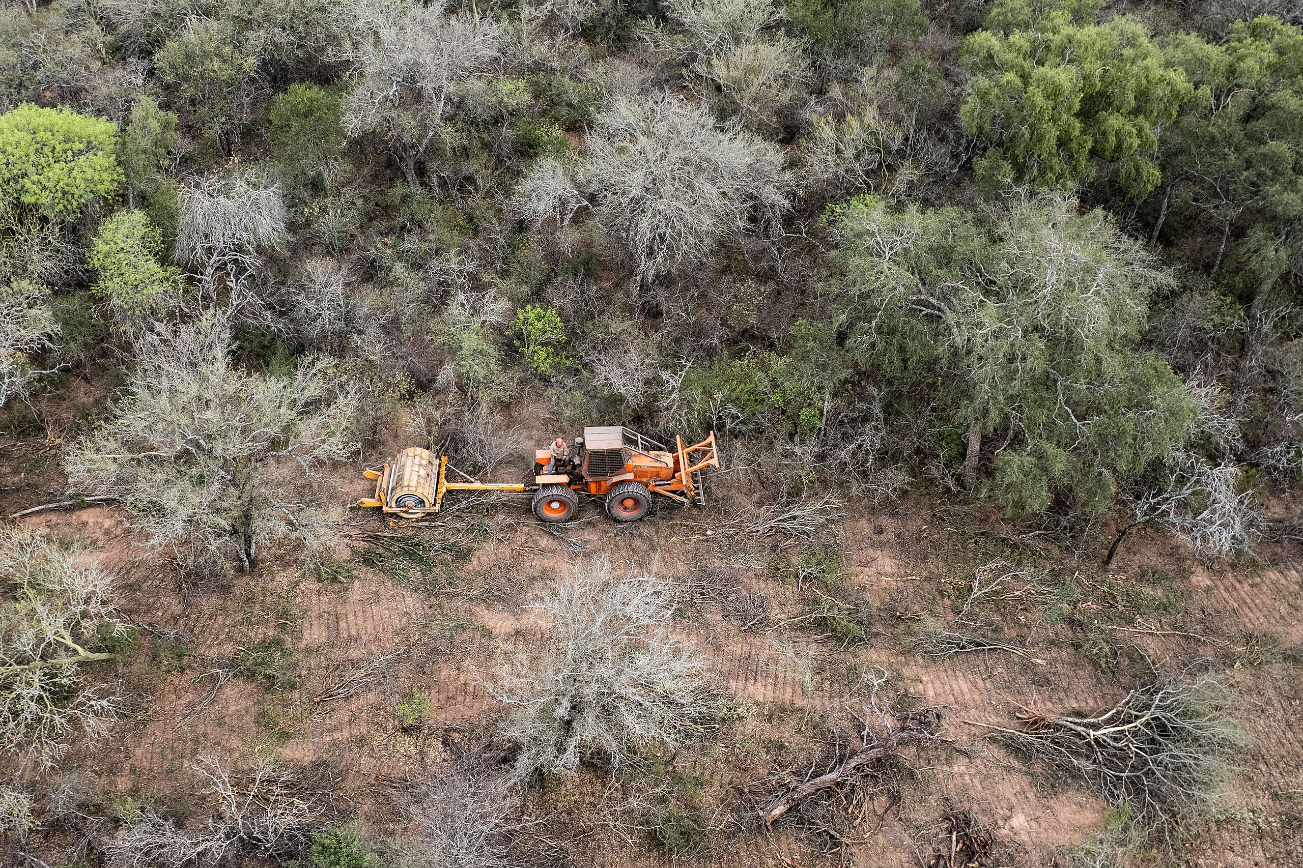 Greenpeace denunció ante la Corte Suprema el aumento de la deforestación y el riesgo de flexibilizar la Ley de Bosques