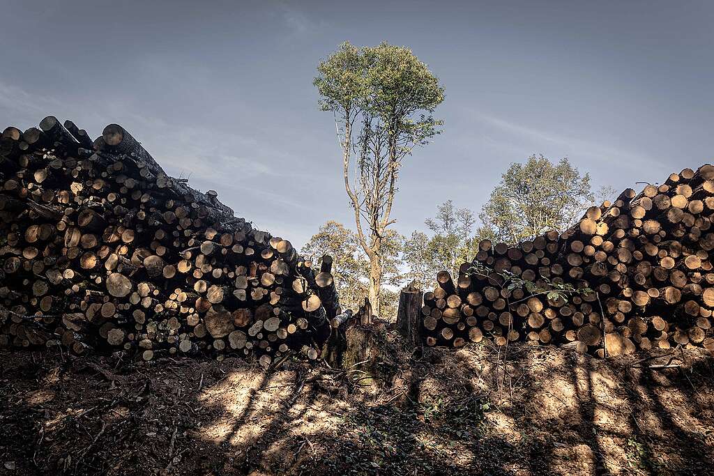 Clearcutting in France DocumentationCoupe-rases, documentation