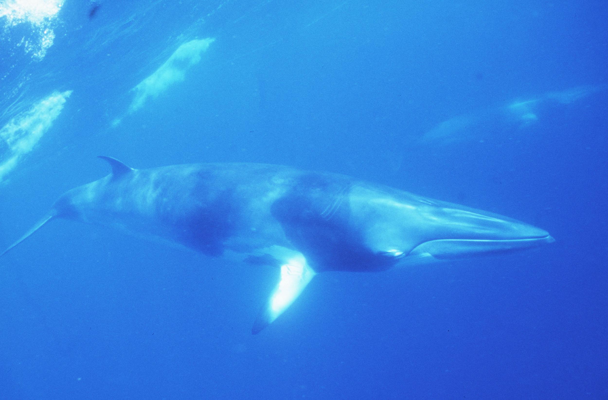 Día Mundial de las Ballenas y los Delfines: los gigantes que protegen al planeta