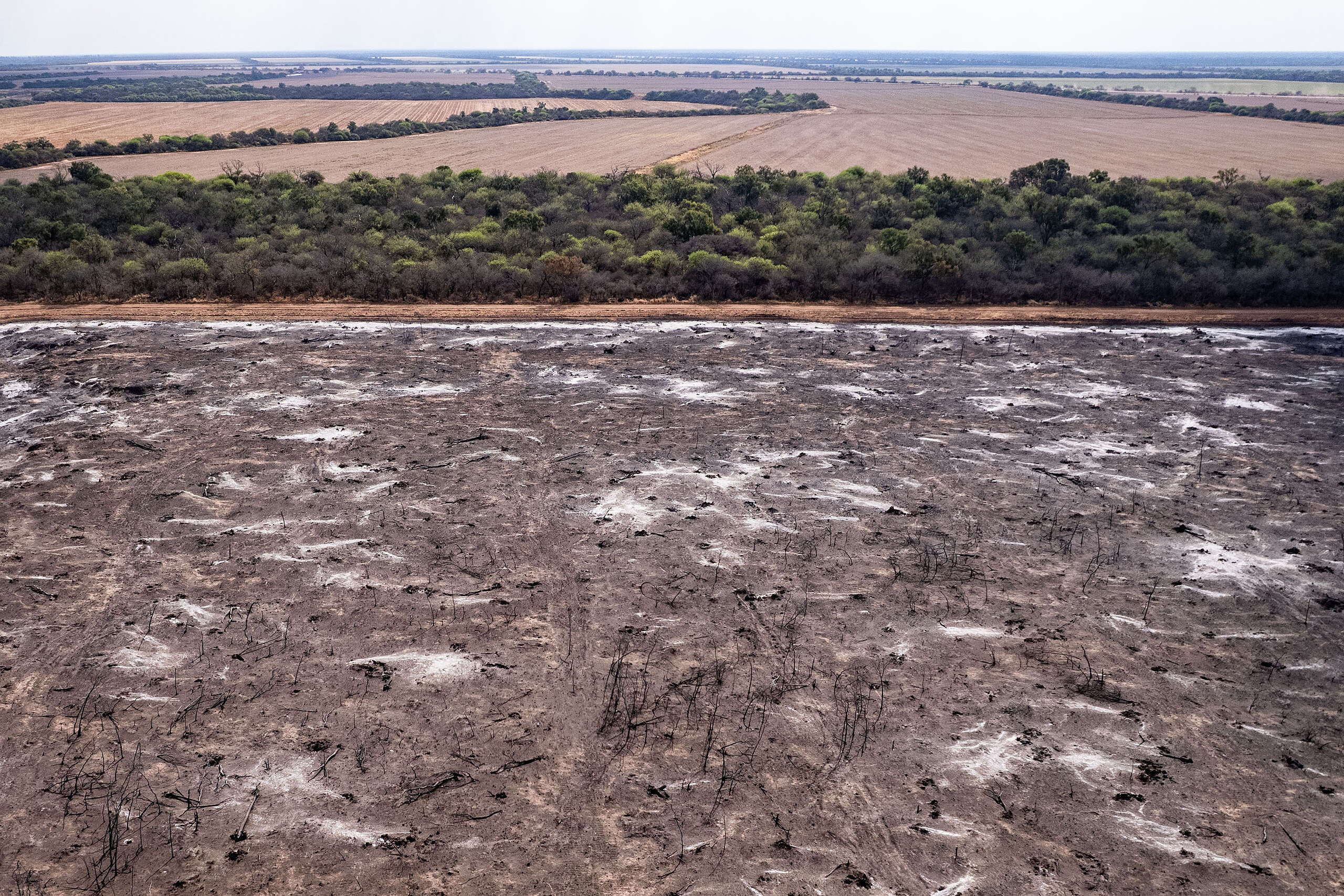 En seis meses se deforestaron más de 40 milhectáreas en el norte argentino
